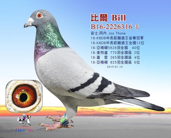 12th Nat. Acepigeon KBDB Heavy Middle Distance 2018