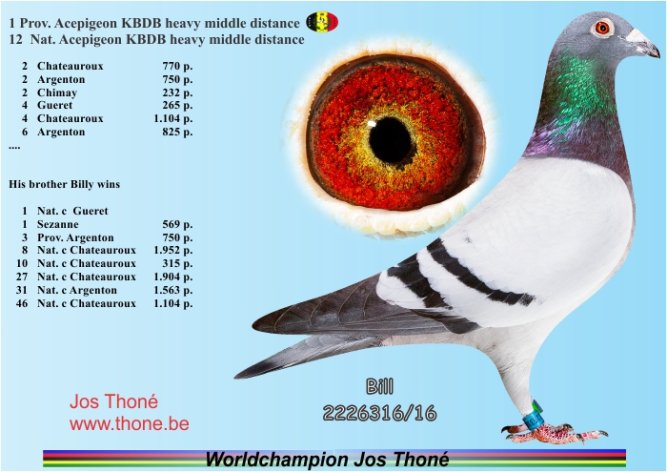 Bill - 1 Prov. Acepigeon KBDB HMD 2018