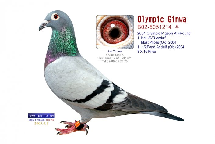 Olympic Ginwa BE02-5051214