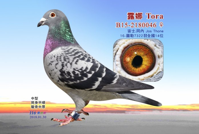 'Tora', full sister to 'Oliver'