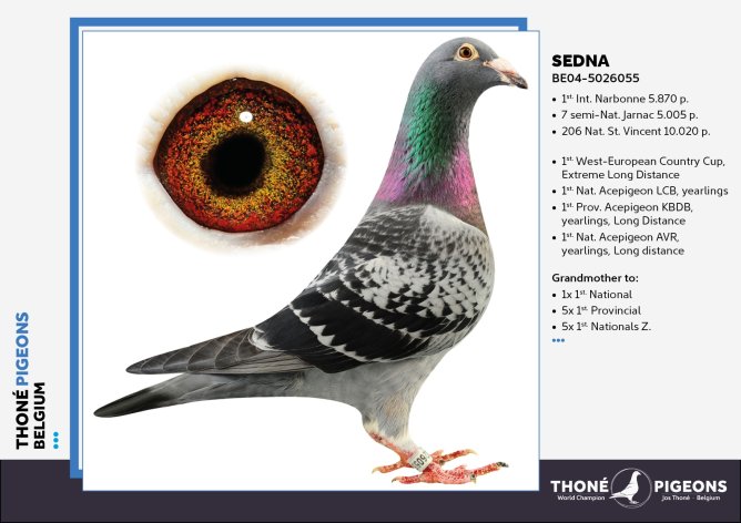 Sedna