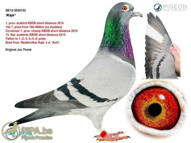 Kajo: one of the stars in the Thoné Pigeons loft