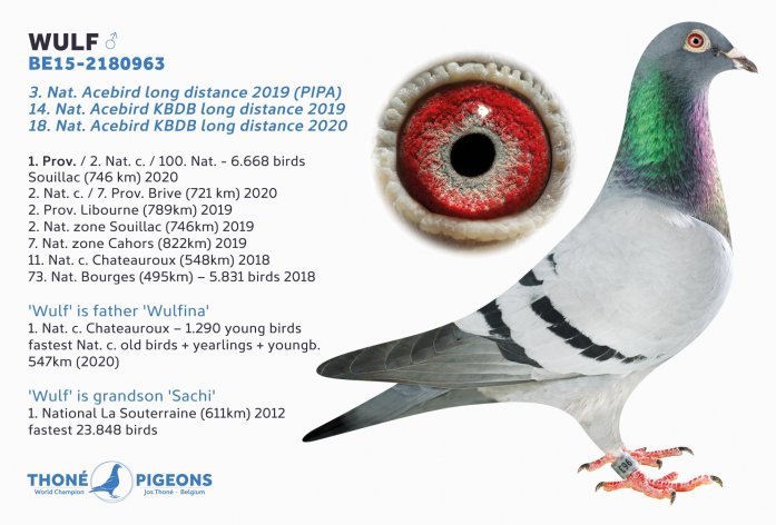 'Wulf', super racer and proven breeding grs. 'Sachi'