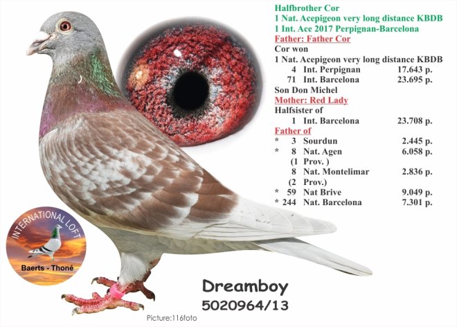 DREAMBOY gives us a DREAM Weekend (bred by Jos Thoné)