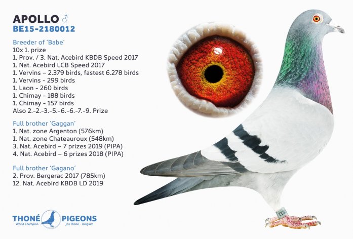 Top breeder 'Apollo' is grf. 2. Nat. 4.724 p. S-Wales UK
