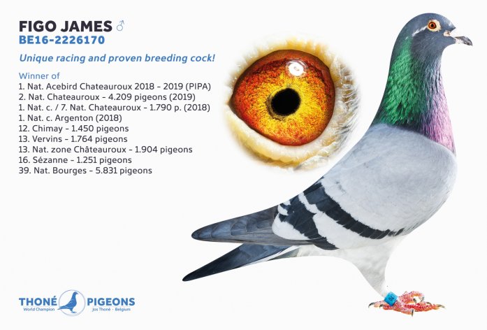 'Figo James' star racing and breeding cock