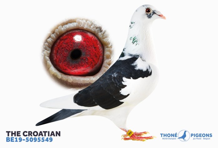 "The Croatian" earned his place in our breeding loft