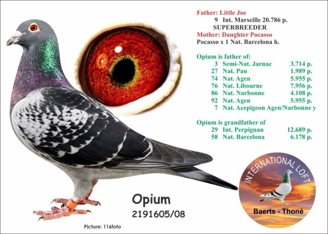 'Opium' is father 'BE20-5040342'