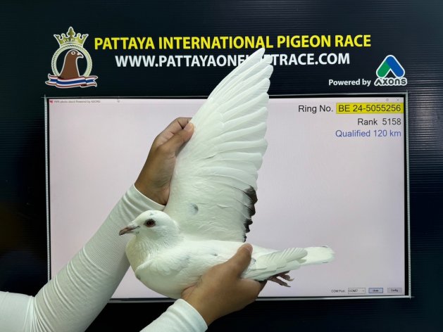 'Pattaya Avril' won 2nd (1. drop) in the final race