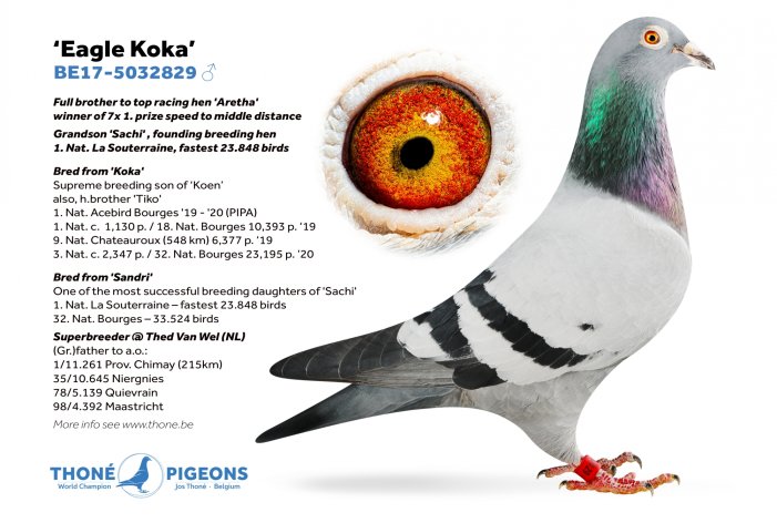 'Eagle Koka', basic breeding cock for Thed van Wel, NL