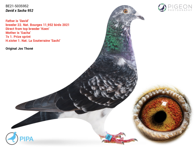 Sandro's super breeding hen daughter 'Sacha' 