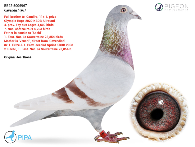 Father 1. against 547 pigeons = 29. against 29.548 pigeons