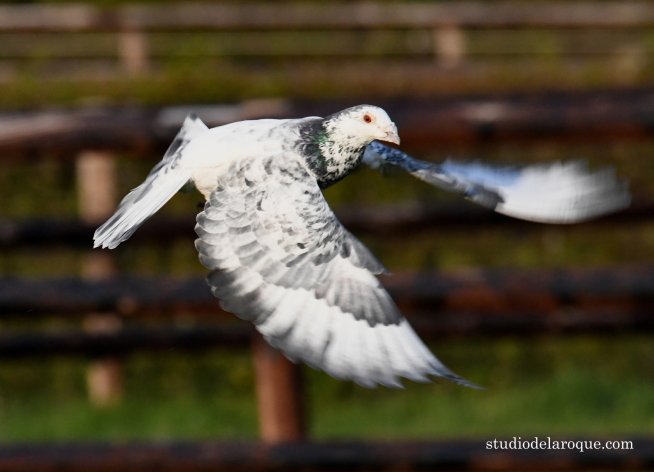 Grandson 'Crow' of Marc Spalart, France