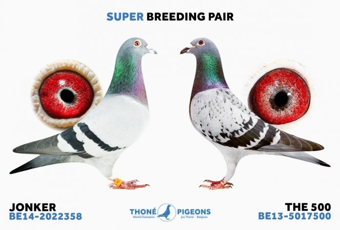 Super breeding pair 'Jonker' x 'The 500'