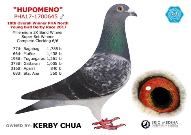 Winner of 20,000€ in prize money in 2017. Also winning Acepigeon. 