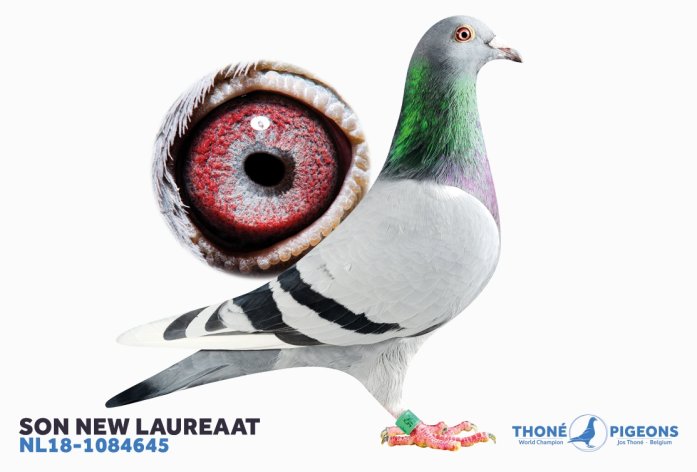 'Laureaat Narbonne' NL18-1084645 co-owners Baerts / Thoné