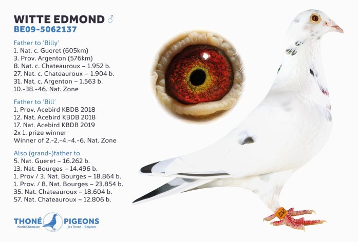 Super Breeder 'White Edmond' and legacy until 2019 included
