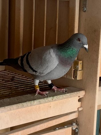 'Marie' from ZG Scherre/Pitz, Germany
