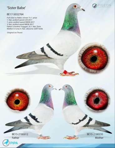 Mother 1. Nat. zone B2 Bourges (390 km) of 4,675 birds