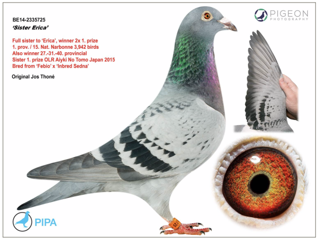 Mr. Ahamed and his basic breeding hen, sold on PIPA in 2016