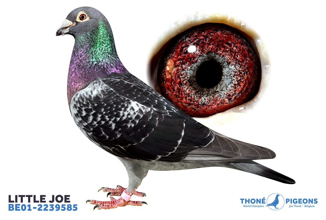 1. prov. Aurillac (718km) old birds, fastest of 952 pigeons