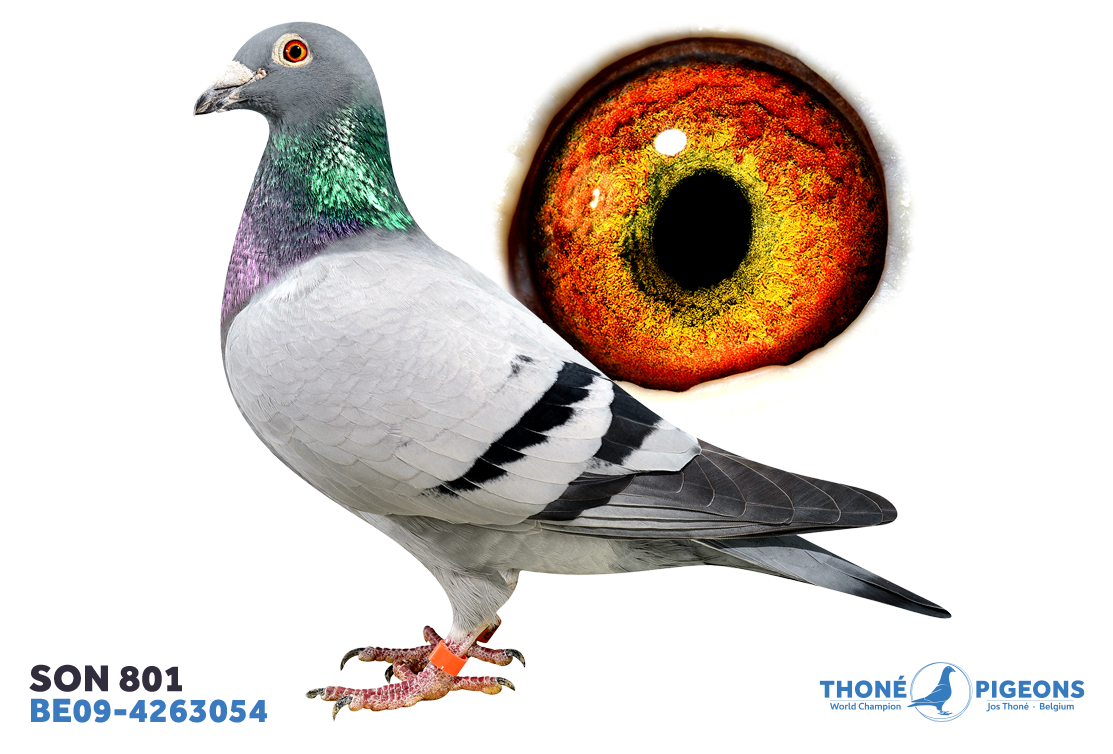 1. nat. zone yearlings and 2. nat. zone old birds Souillac (746km), ...