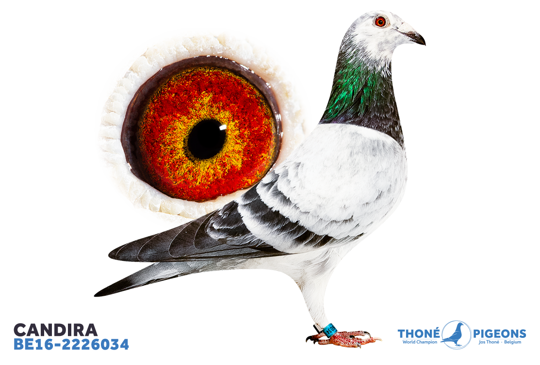 1. Dizy-le-Gros of 565 pigeons with 'Candira'