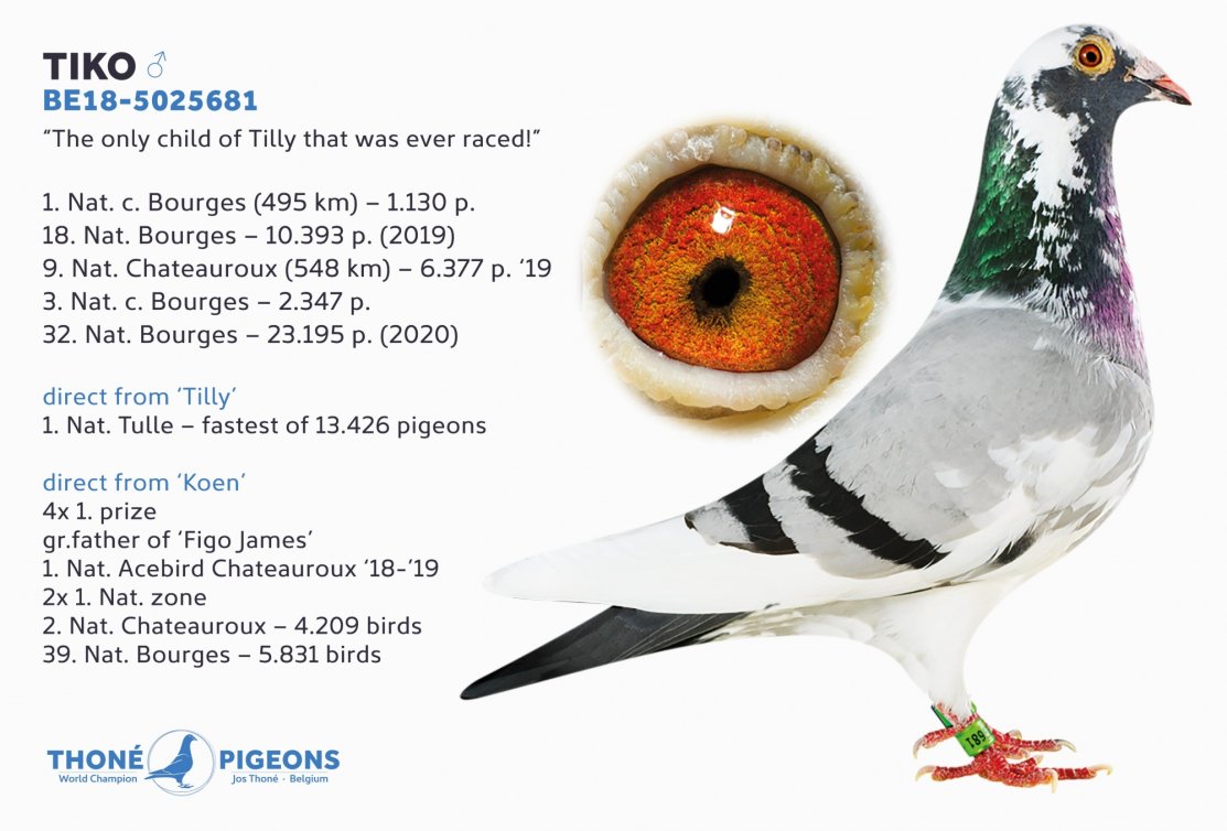 'Tiko' is 1. Nat. Acebird Bourges 2019 - 2020 (PIPA)