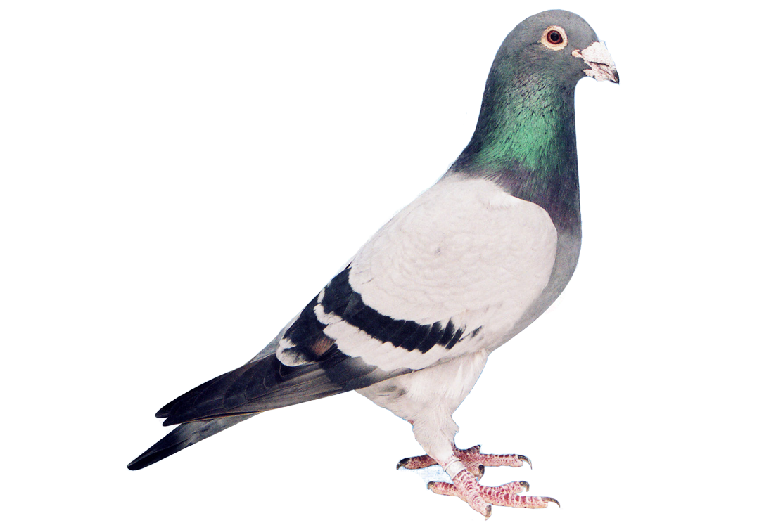Sumo - a super unique breeding bird