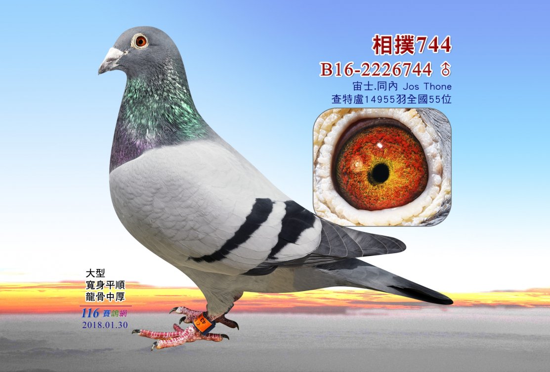 52. Nat. Montluçon of 9.863 pigeons and 56. Nat. Barcelona of 7.301 pigeons