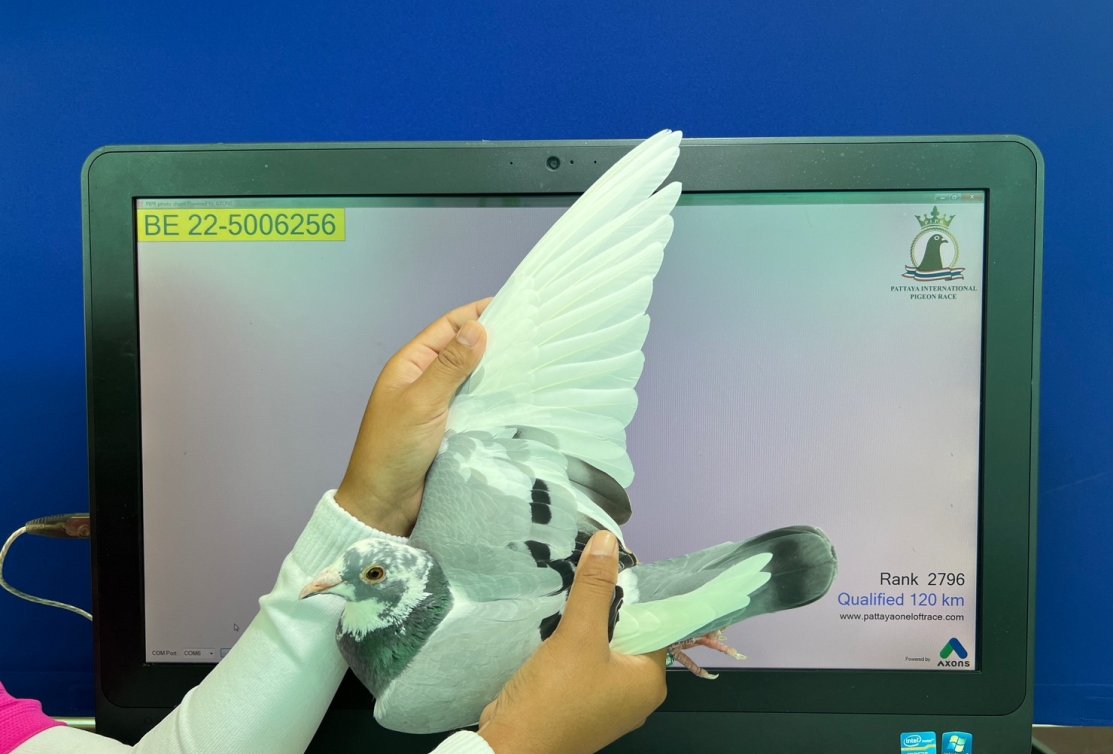 Excellent results for Thoné in Pattaya