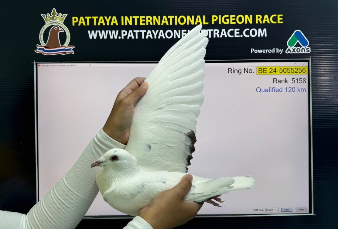 Great results in Pattaya PIPR 2024/2025