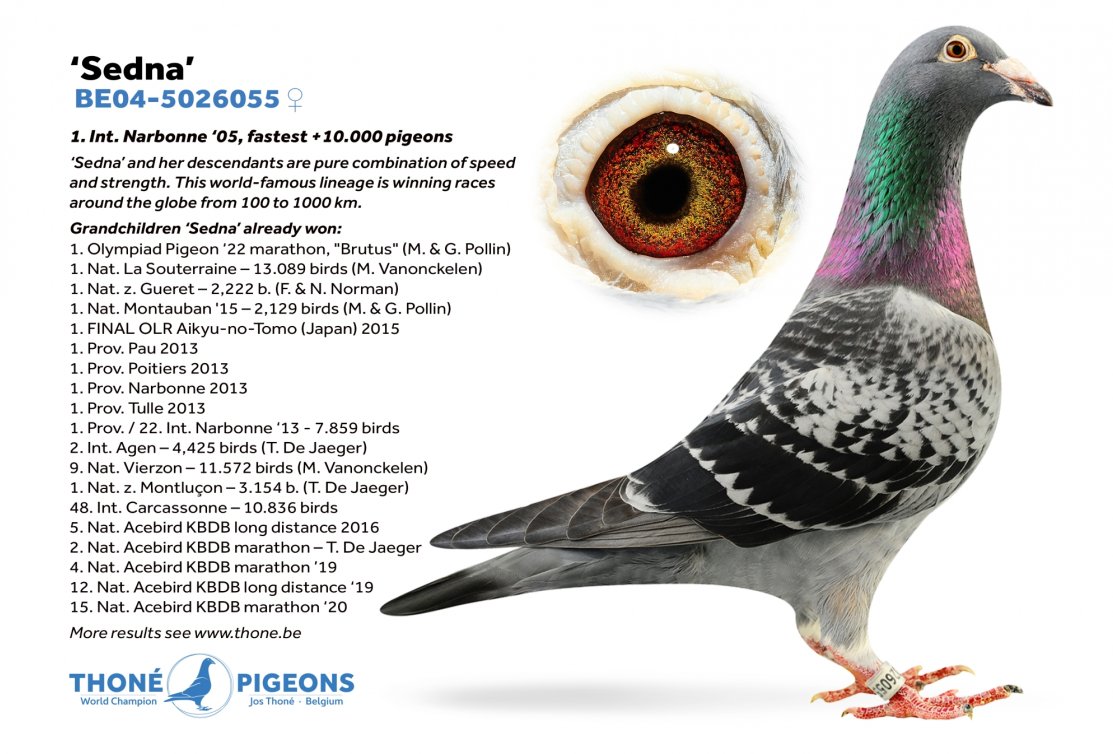 'Sedna' is grandmother 1. Olympiad Pigeon ‘22 Extreme Long Distance