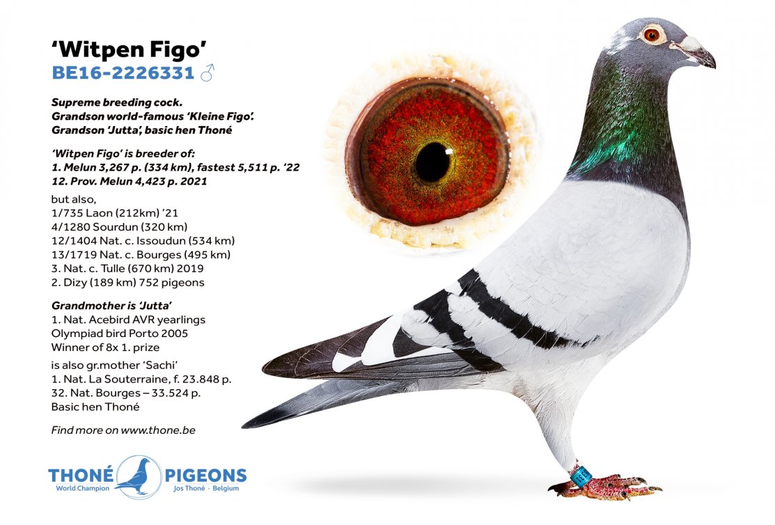 Des résultats et des références fantastiques pour Thoné Pigeons