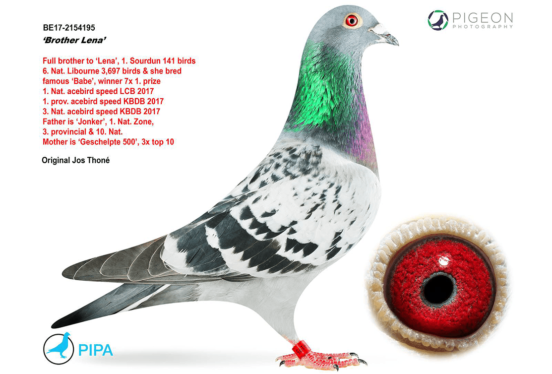 Full brother 'Lena' very successful in Japan