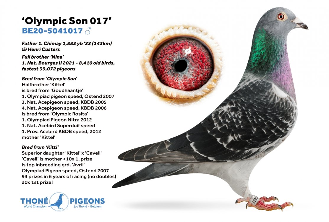 Brother 'Nina' is father 1. Chimay 1,882 pigeons
