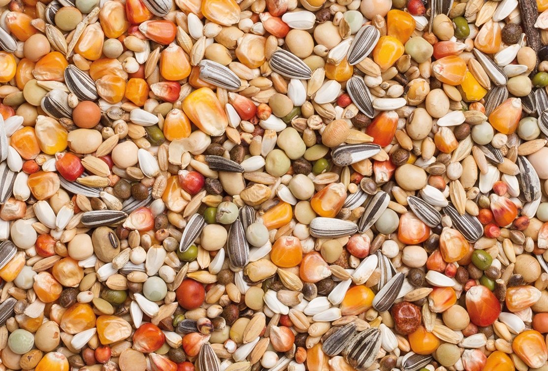 Feeding Tips: Preparing the feed for Breeding birds