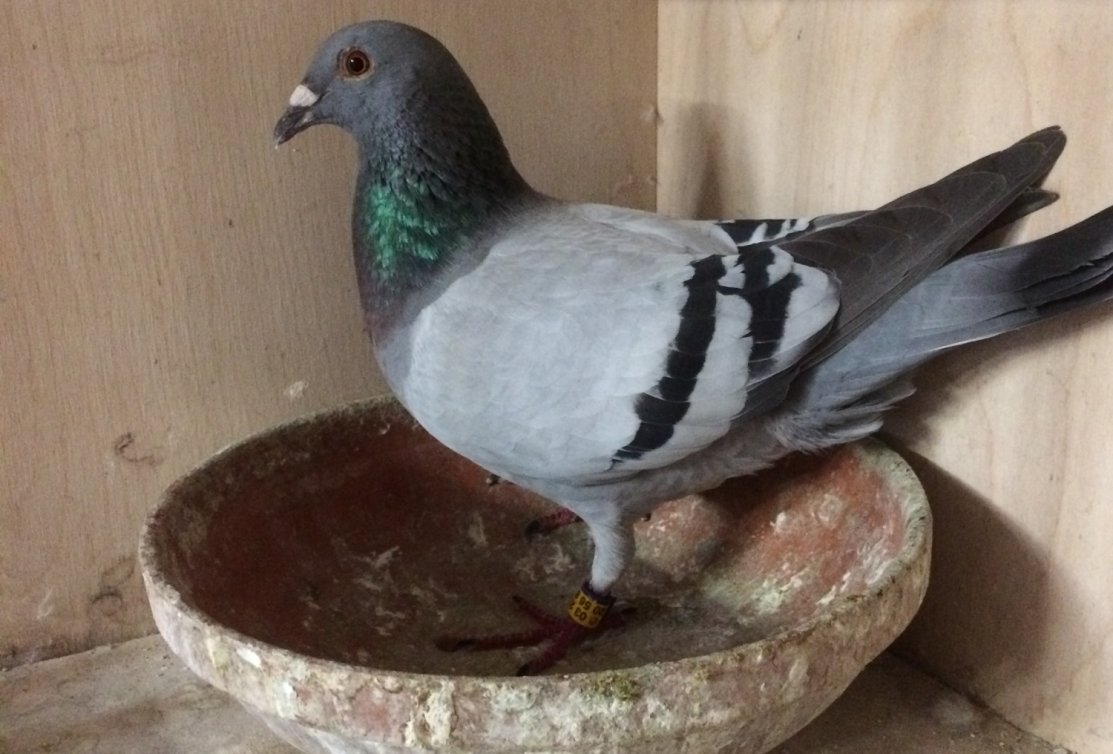 7. Int. Pau 14,246 pigeons (F. Menez, FR) with daughter 'Koen'