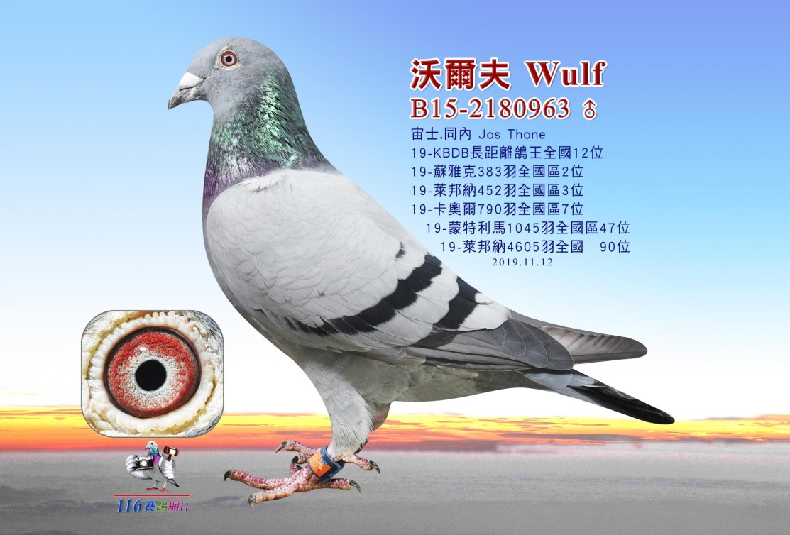 Why are we pairing our best racing birds (this time of the year)?