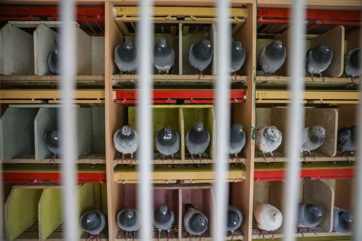 The perches help to prevent eye contact between the hens