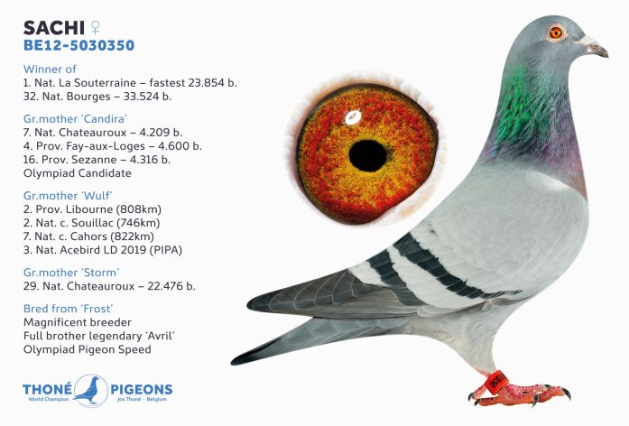 'Sachi' 1. Nat. La Souterraine, f. 23.848 b. and breeding wonder