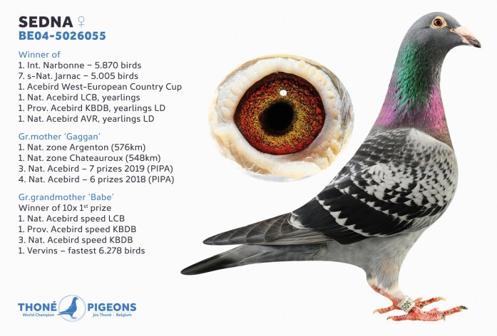 'Sedna' - 1. Int. Narbonne >10.000 pigeons (2005)