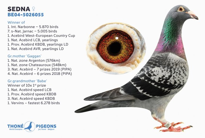 'Sedna' 1. Int. Narbonne, f. +10.000 birds