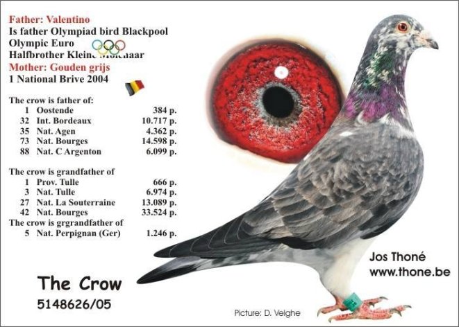 'The Crow'