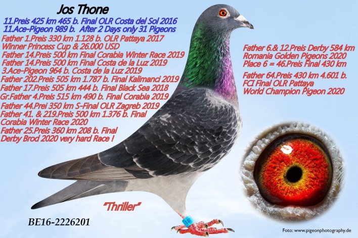 'Thriller' is father 'Thriller' (bred by Jos Thoné, owned by K.-H. Wichert, Germany)