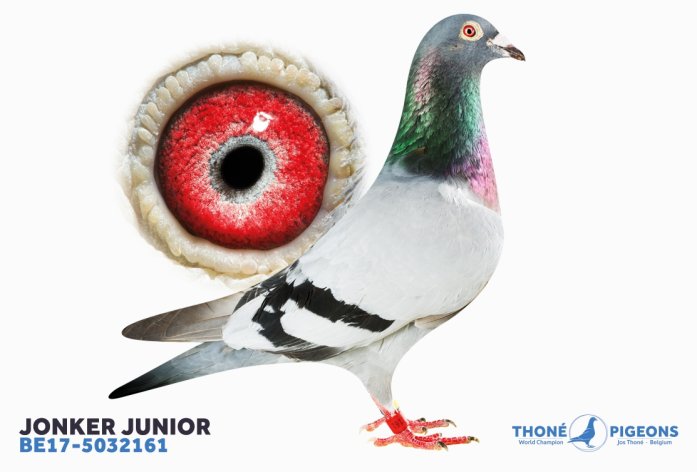 'Jonker Junior' - 1. Nat. c. Argenton – fastest 2.886 birds