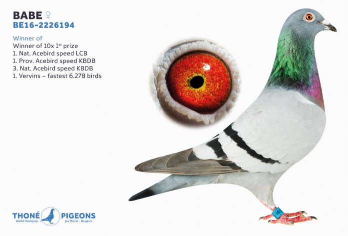 Acebird 'Babe'