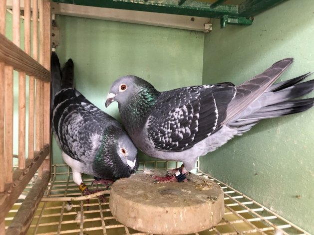 'Alexa' BE19-5095301 winner 2. Nat. Montélimar 2020 (right)