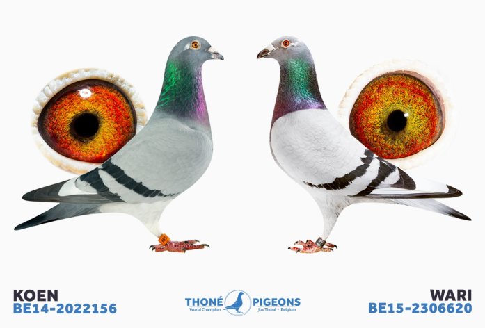 Exceptional breeding pair "Koen x Wari"